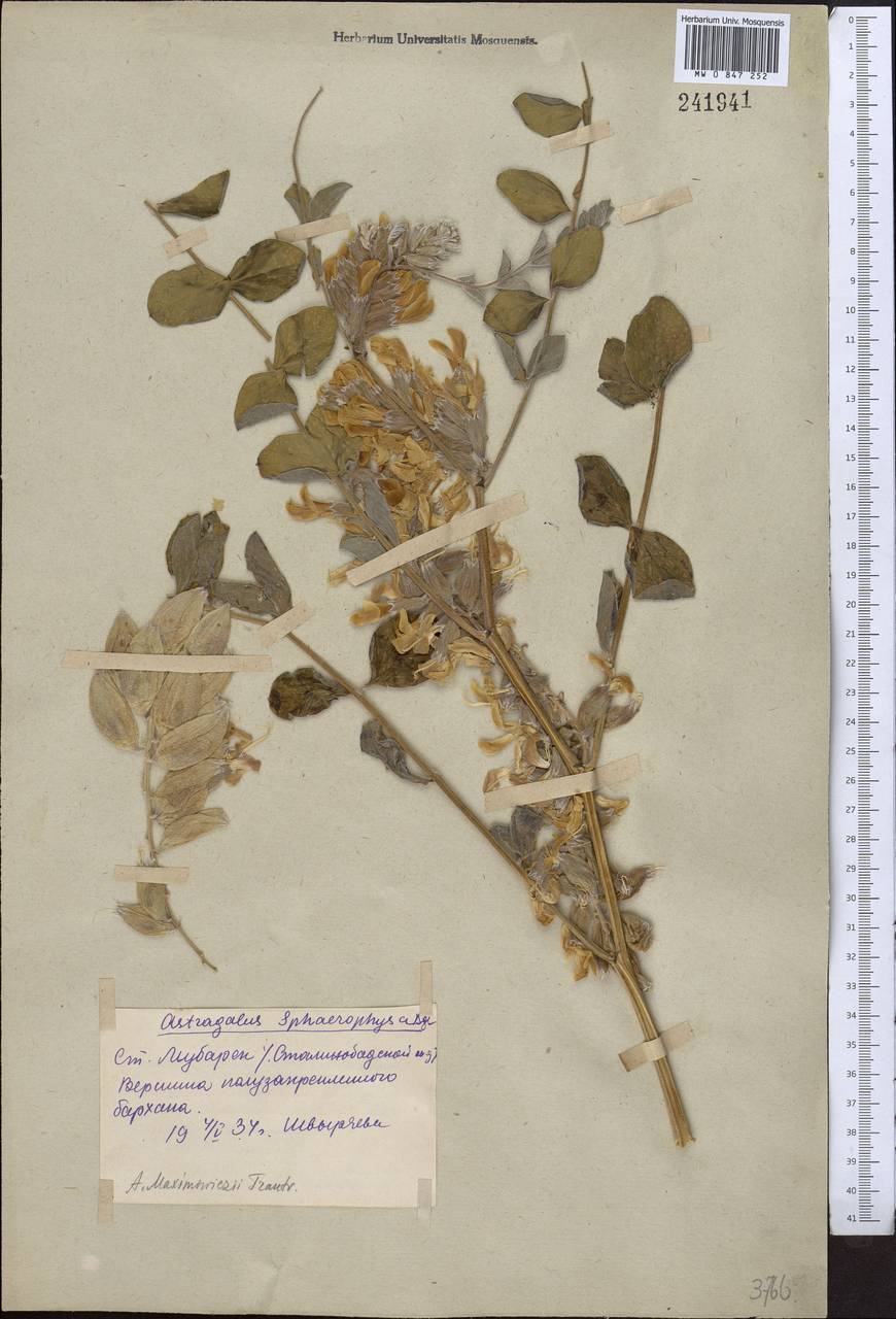 Astragalus sphaerophysa Kar. & Kir., Middle Asia, Syr-Darian deserts & Kyzylkum (M7) (Uzbekistan)