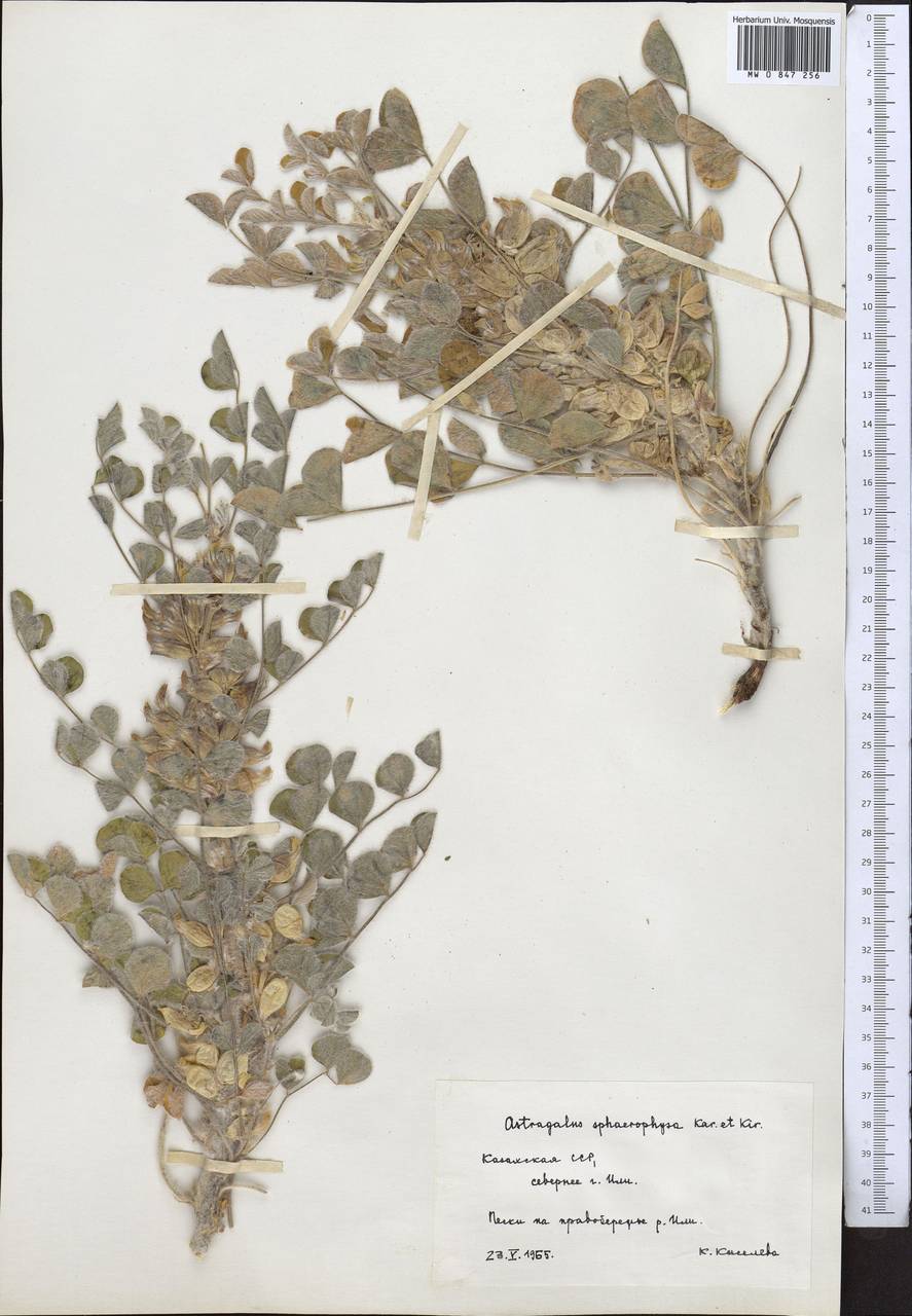 Astragalus sphaerophysa Kar. & Kir., Middle Asia, Muyunkumy, Balkhash & Betpak-Dala (M9) (Kazakhstan)