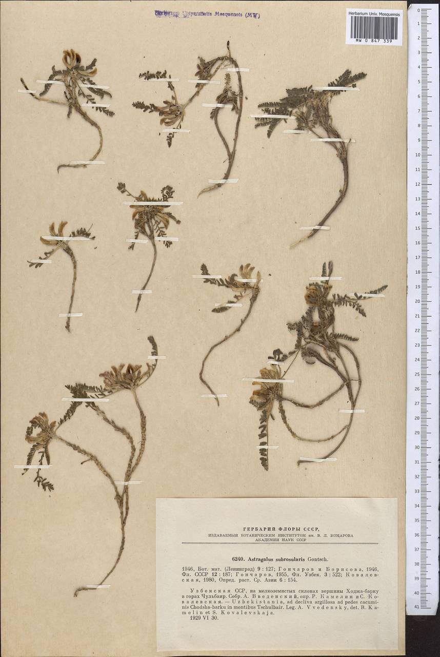 Astragalus subrosularis Gontsch., Middle Asia, Pamir & Pamiro-Alai (M2) (Uzbekistan)
