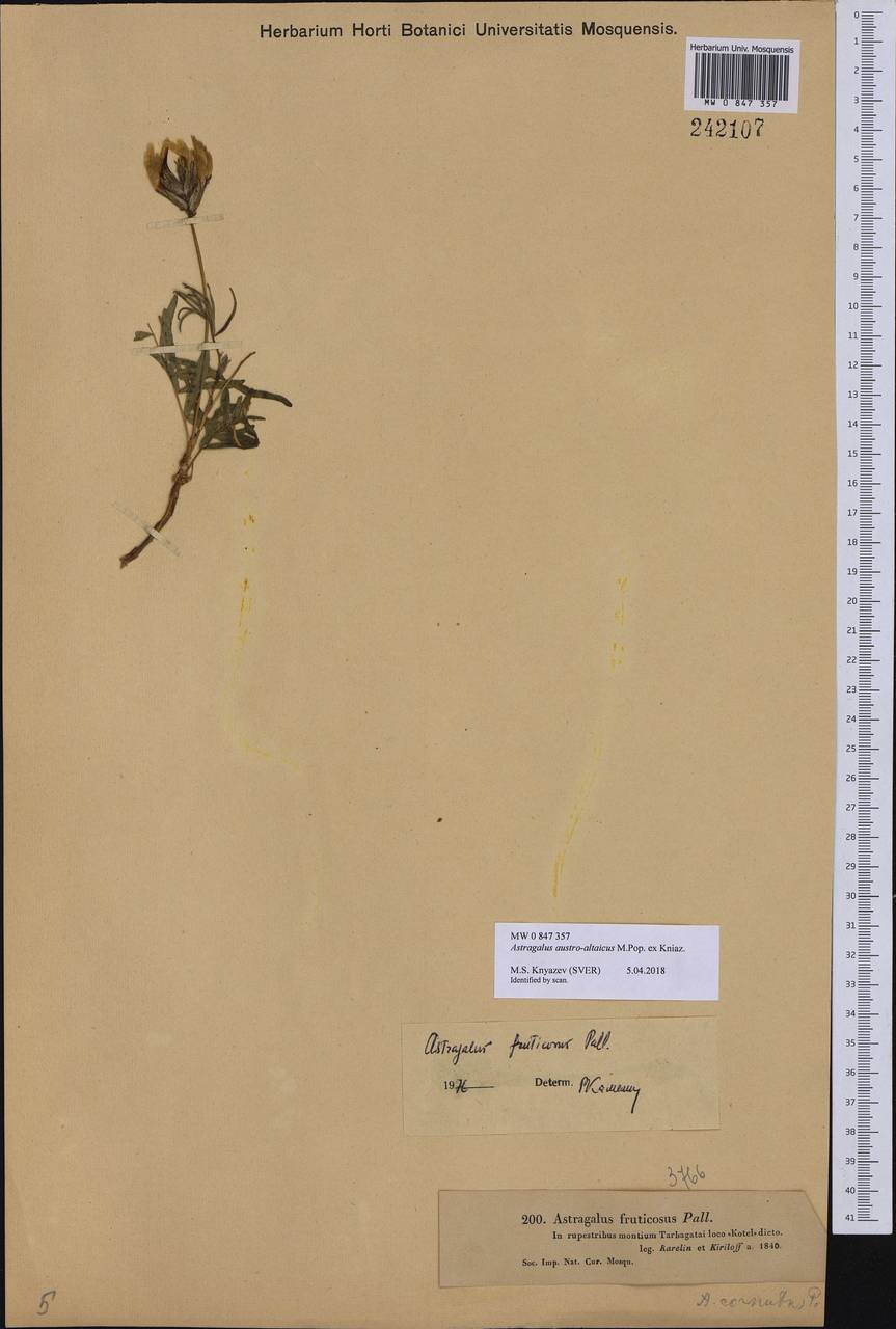Astragalus austroaltaicus Popov ex Knjaz., Middle Asia, Dzungarian Alatau & Tarbagatai (M5) (Kazakhstan)