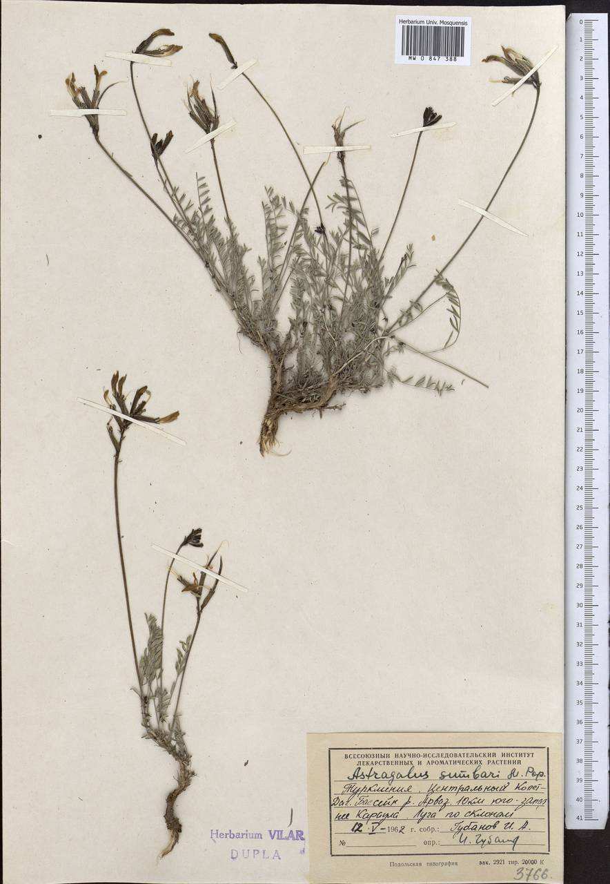Astragalus sumbari Popov, Middle Asia, Kopet Dag, Badkhyz, Small & Great Balkhan (M1) (Turkmenistan)