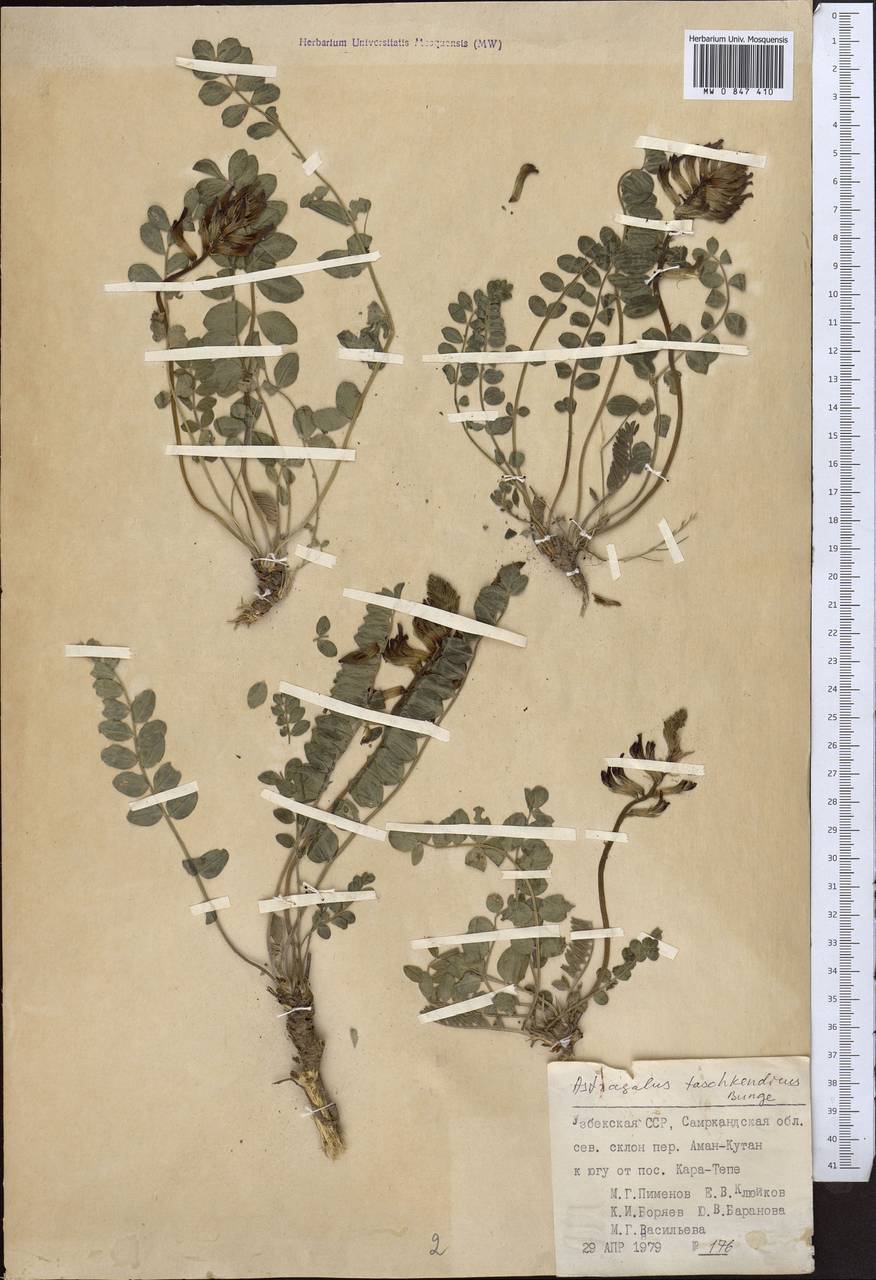 Astragalus taschkendicus Bunge, Middle Asia, Pamir & Pamiro-Alai (M2) (Uzbekistan)