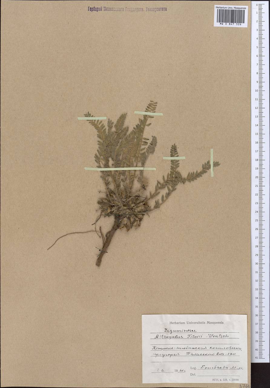 Astragalus titovii Gontsch., Middle Asia, Western Tian Shan & Karatau (M3) (Kyrgyzstan)