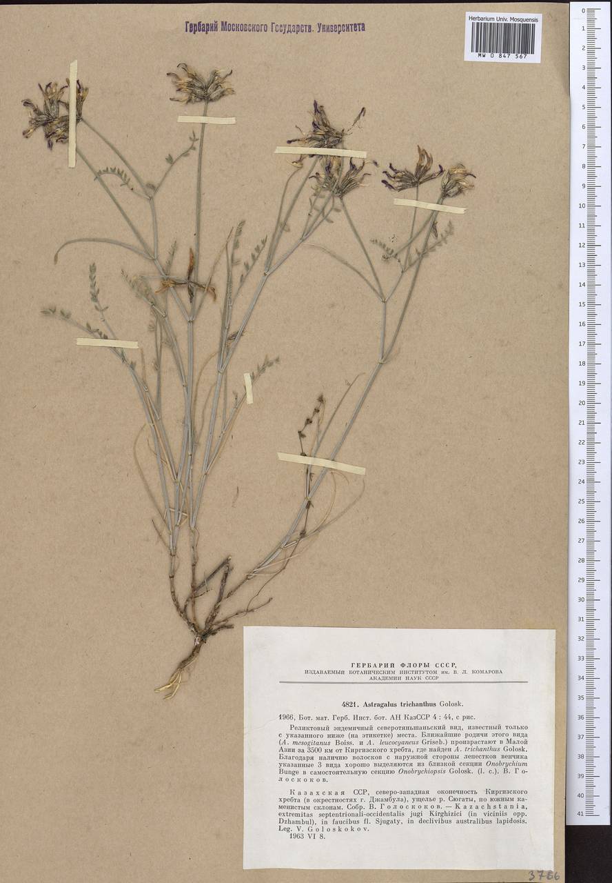 Astragalus trichanthus Golosk., Middle Asia, Northern & Central Tian Shan (M4) (Kazakhstan)