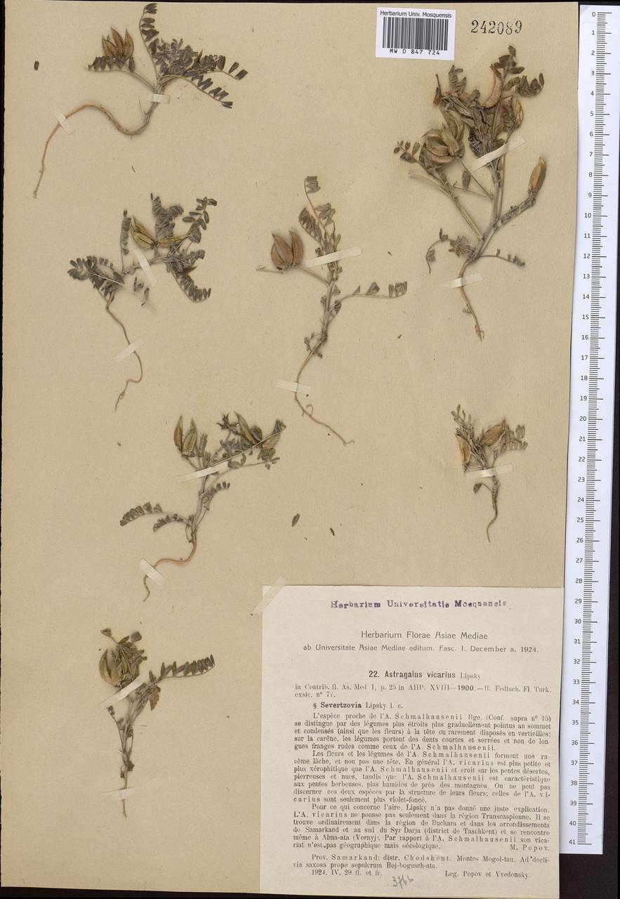 Astragalus vicarius Lipsky, Middle Asia, Western Tian Shan & Karatau (M3) (Tajikistan)