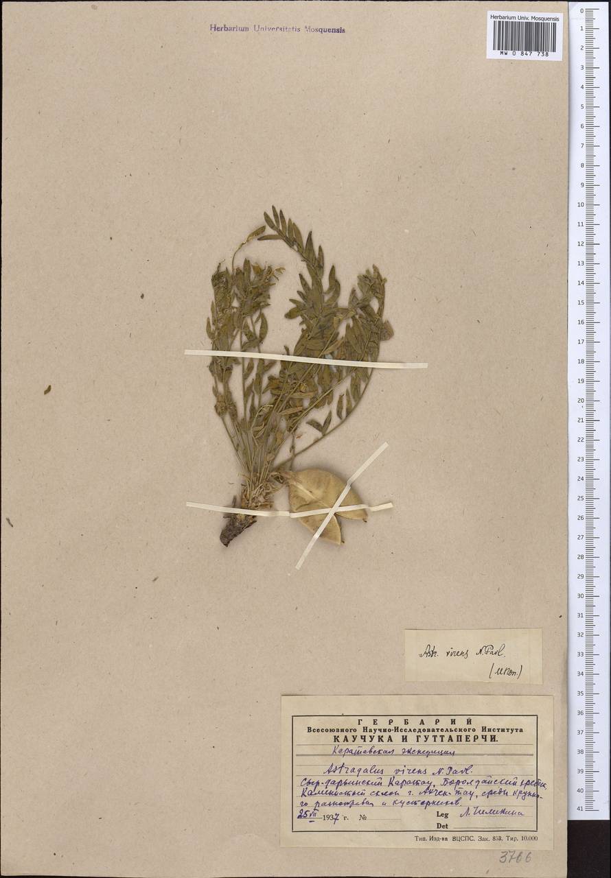 Astragalus virens Pavlov, Middle Asia, Western Tian Shan & Karatau (M3) (Kazakhstan)