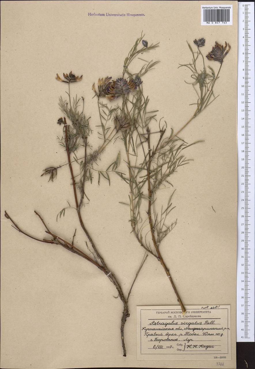 Astragalus varius, Middle Asia, Northern & Central Kazakhstan (M10) (Kazakhstan)