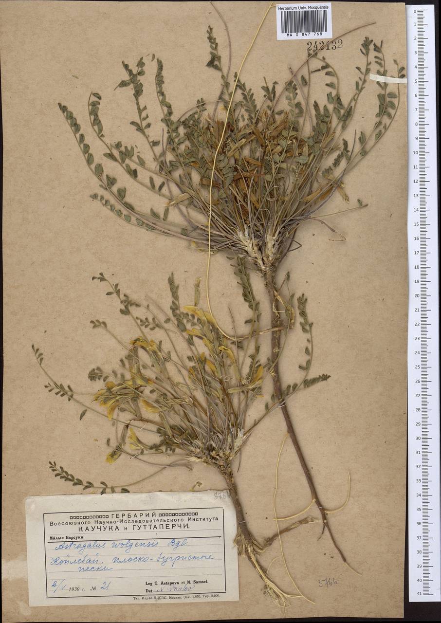 Astragalus wolgensis Bunge, Middle Asia, Caspian Ustyurt & Northern Aralia (M8) (Kazakhstan)