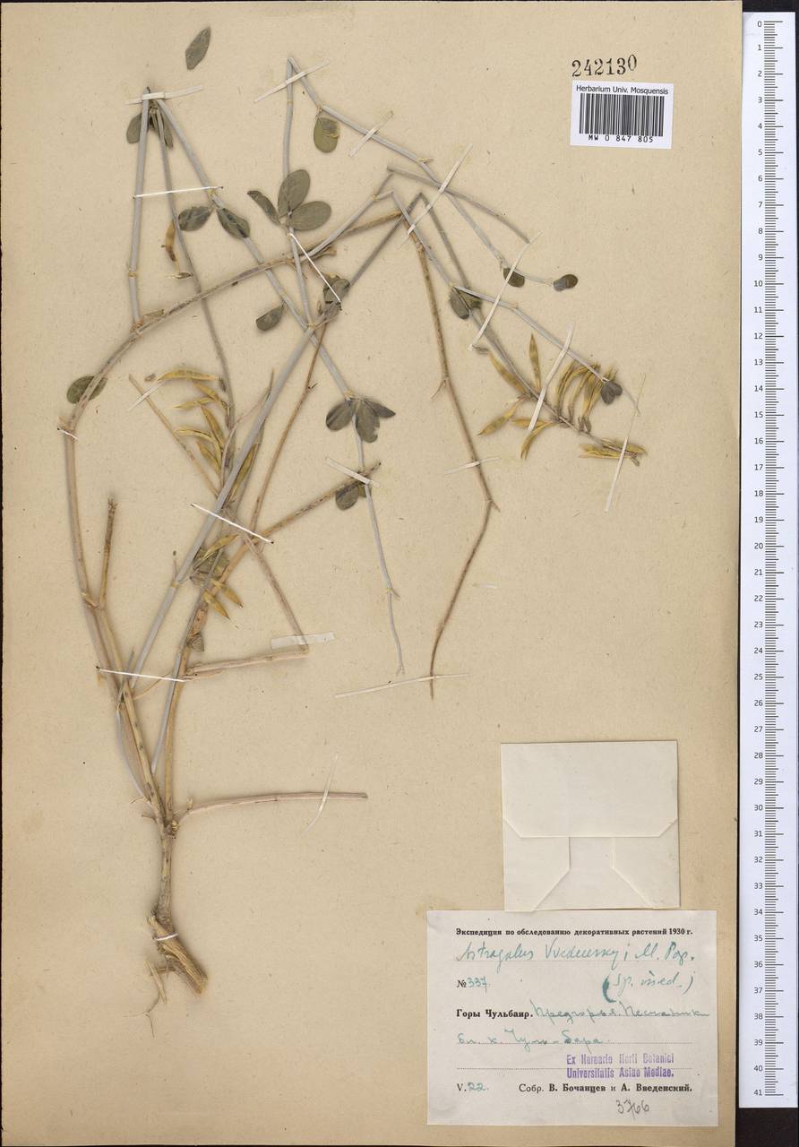 Astragalus vvedenskyi Popov, Middle Asia, Pamir & Pamiro-Alai (M2) (Uzbekistan)