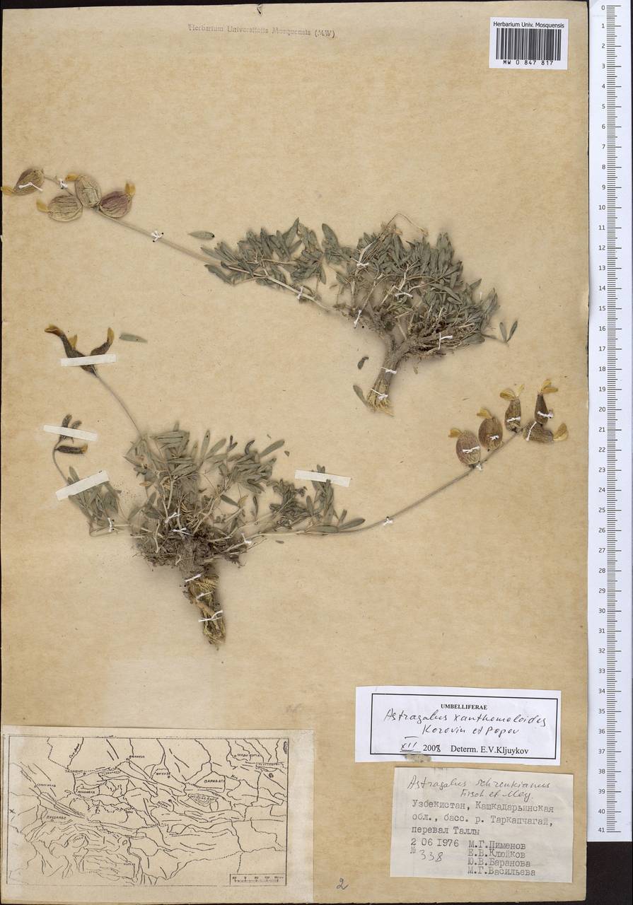 Astragalus xanthomeloides Korovin & Popov, Middle Asia, Pamir & Pamiro-Alai (M2) (Uzbekistan)