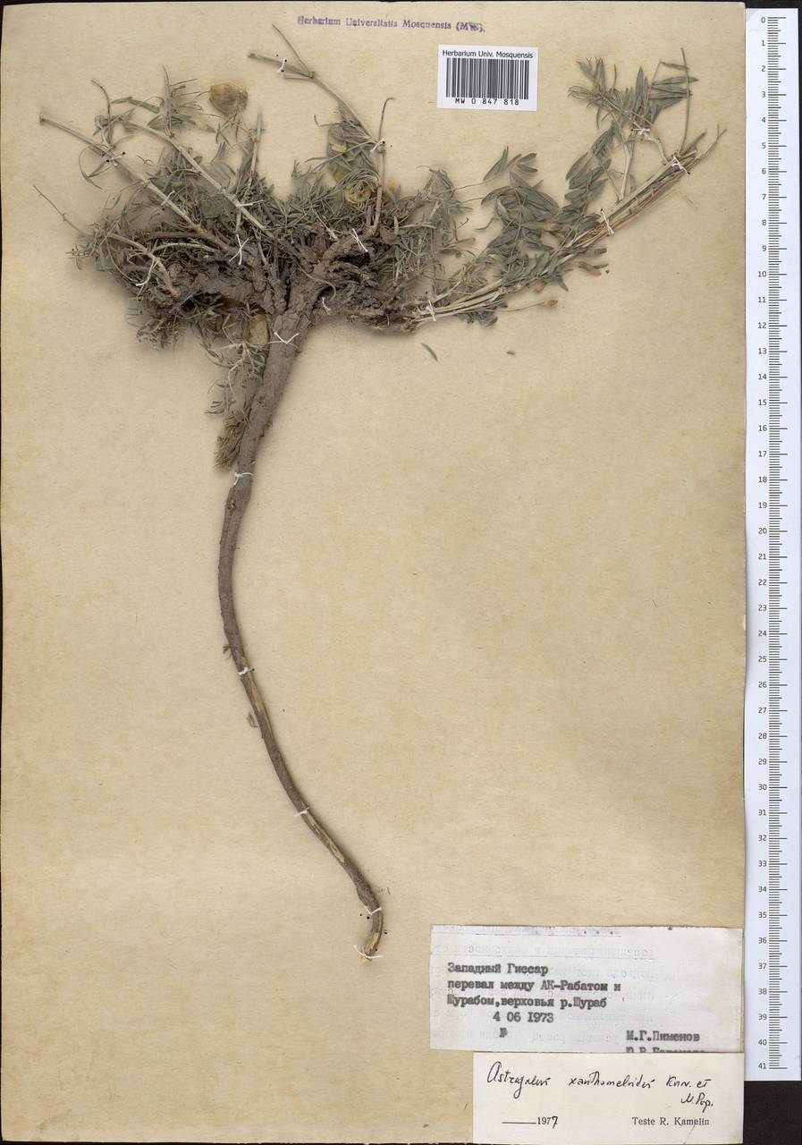 Astragalus xanthomeloides Korovin & Popov, Middle Asia, Pamir & Pamiro-Alai (M2) (Uzbekistan)