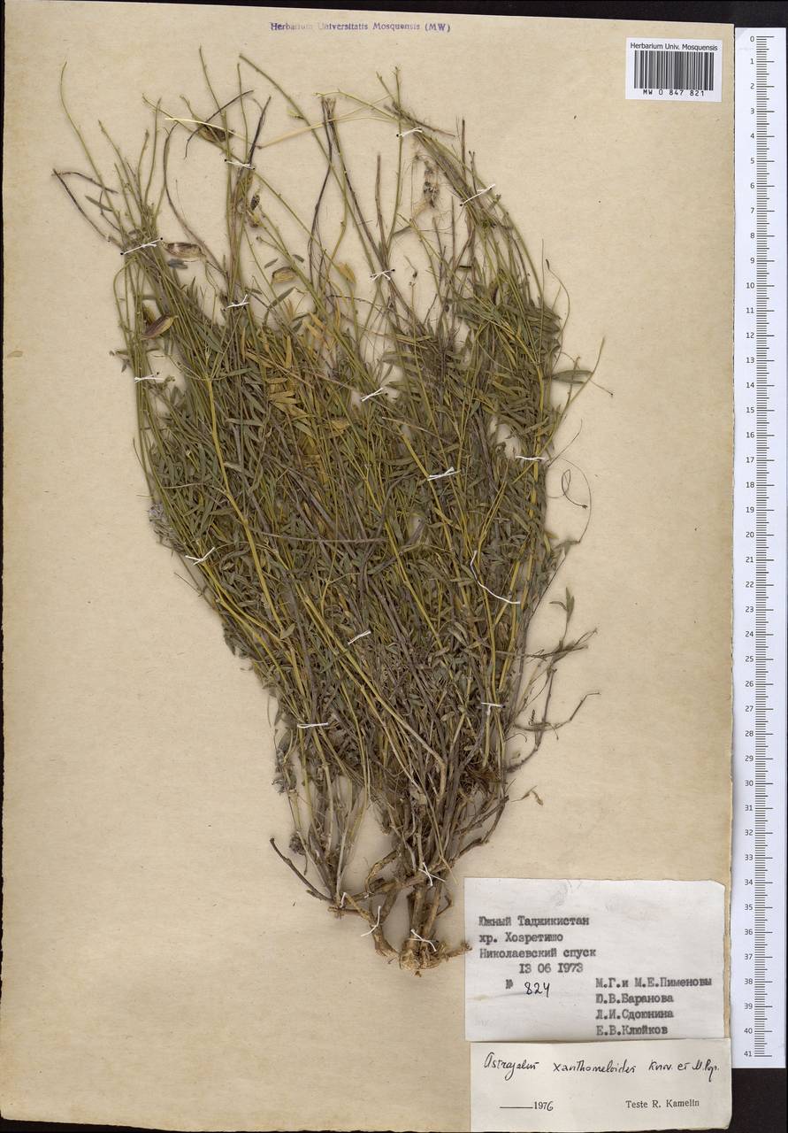 Astragalus xanthomeloides Korovin & Popov, Middle Asia, Pamir & Pamiro-Alai (M2) (Tajikistan)