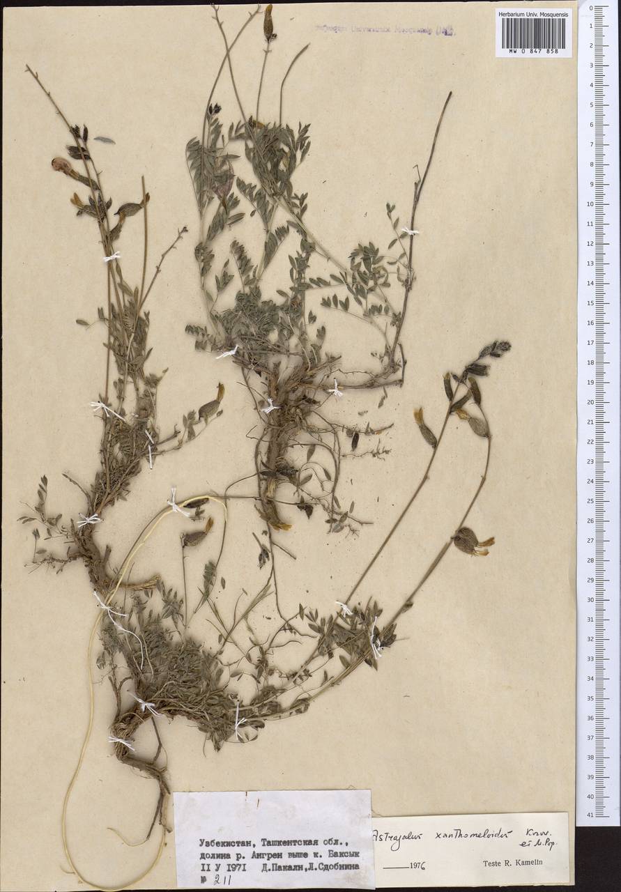 Astragalus xanthomeloides Korovin & Popov, Middle Asia, Syr-Darian deserts & Kyzylkum (M7) (Uzbekistan)