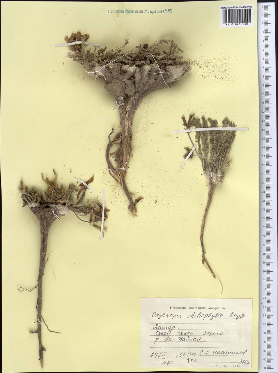 Oxytropis chiliophylla Benth., Middle Asia, Pamir & Pamiro-Alai (M2) (Tajikistan)