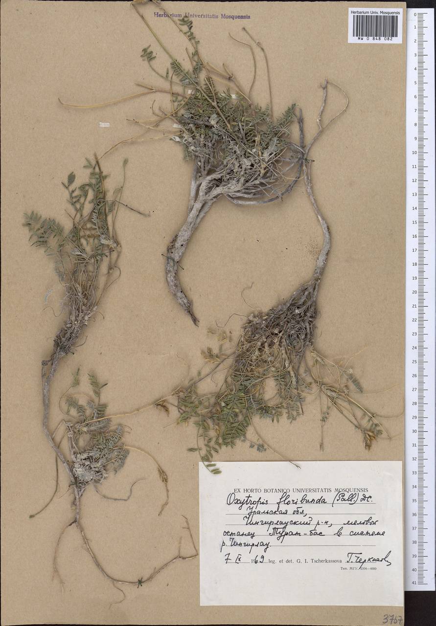 Oxytropis floribunda (Pall.)DC., Middle Asia, Caspian Ustyurt & Northern Aralia (M8) (Kazakhstan)