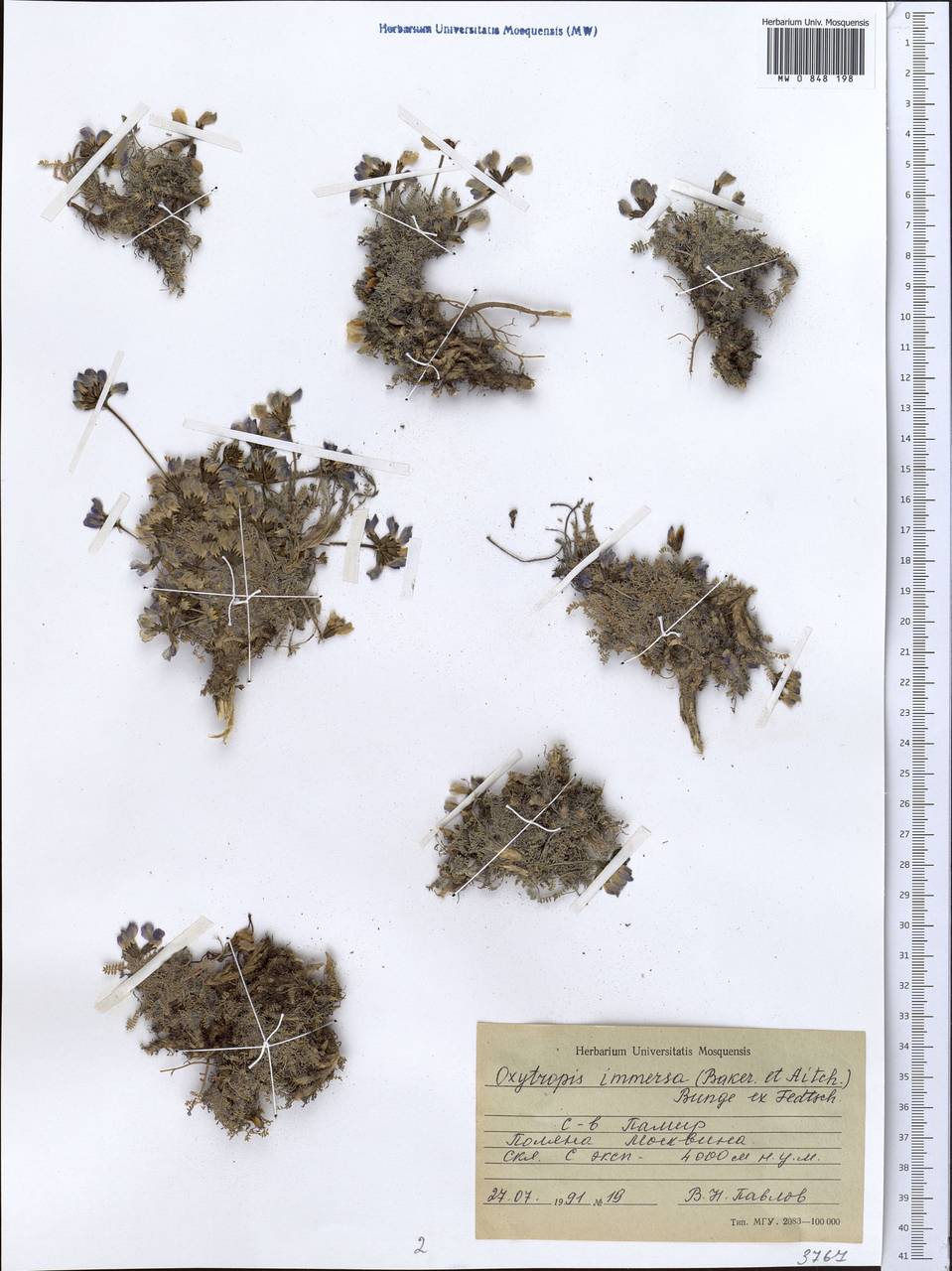 Oxytropis immersa (Baker)B.Fedtsch., Middle Asia, Pamir & Pamiro-Alai (M2) (Tajikistan)