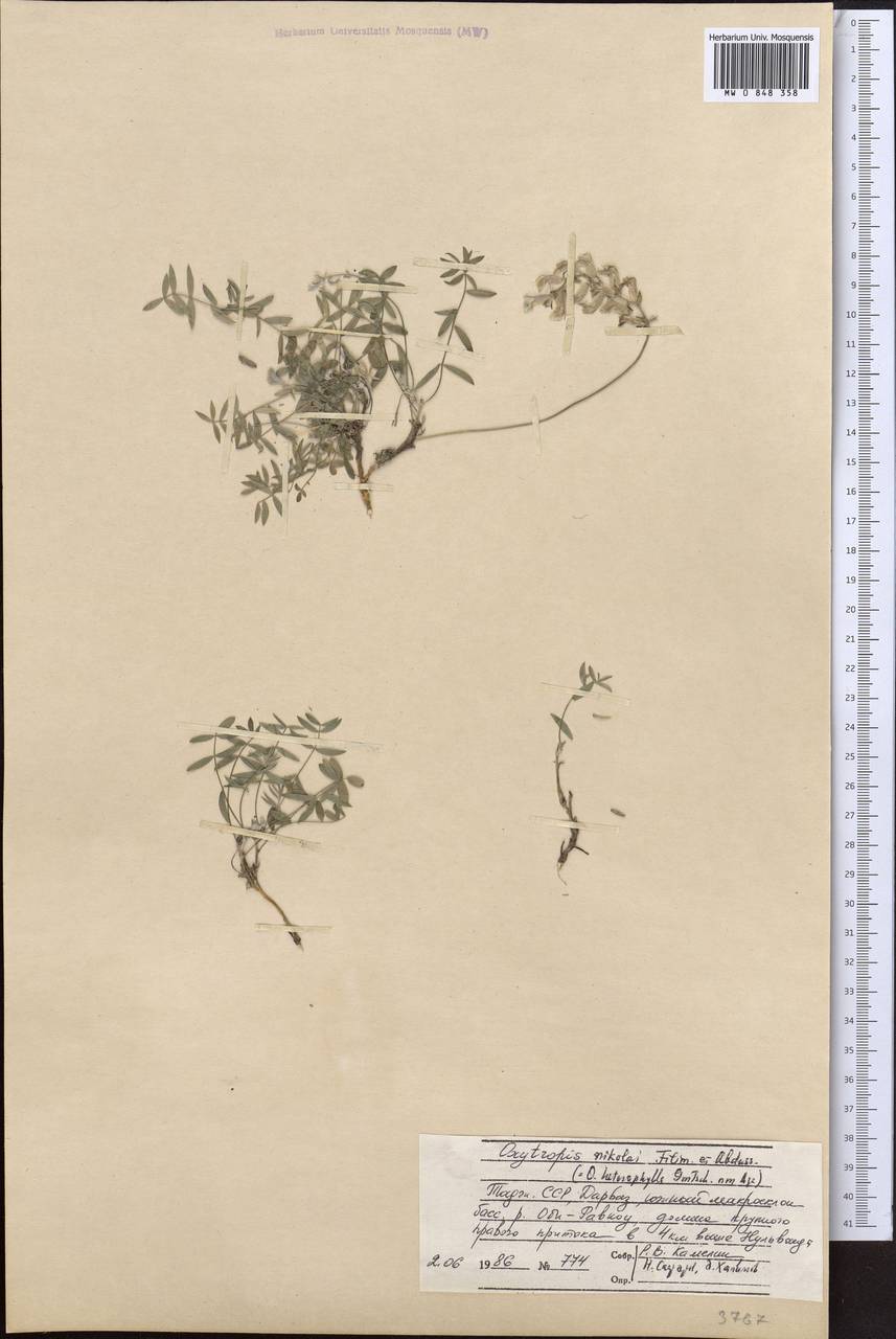 Oxytropis nikolai Filim. & Abdusal., Middle Asia, Pamir & Pamiro-Alai (M2) (Tajikistan)