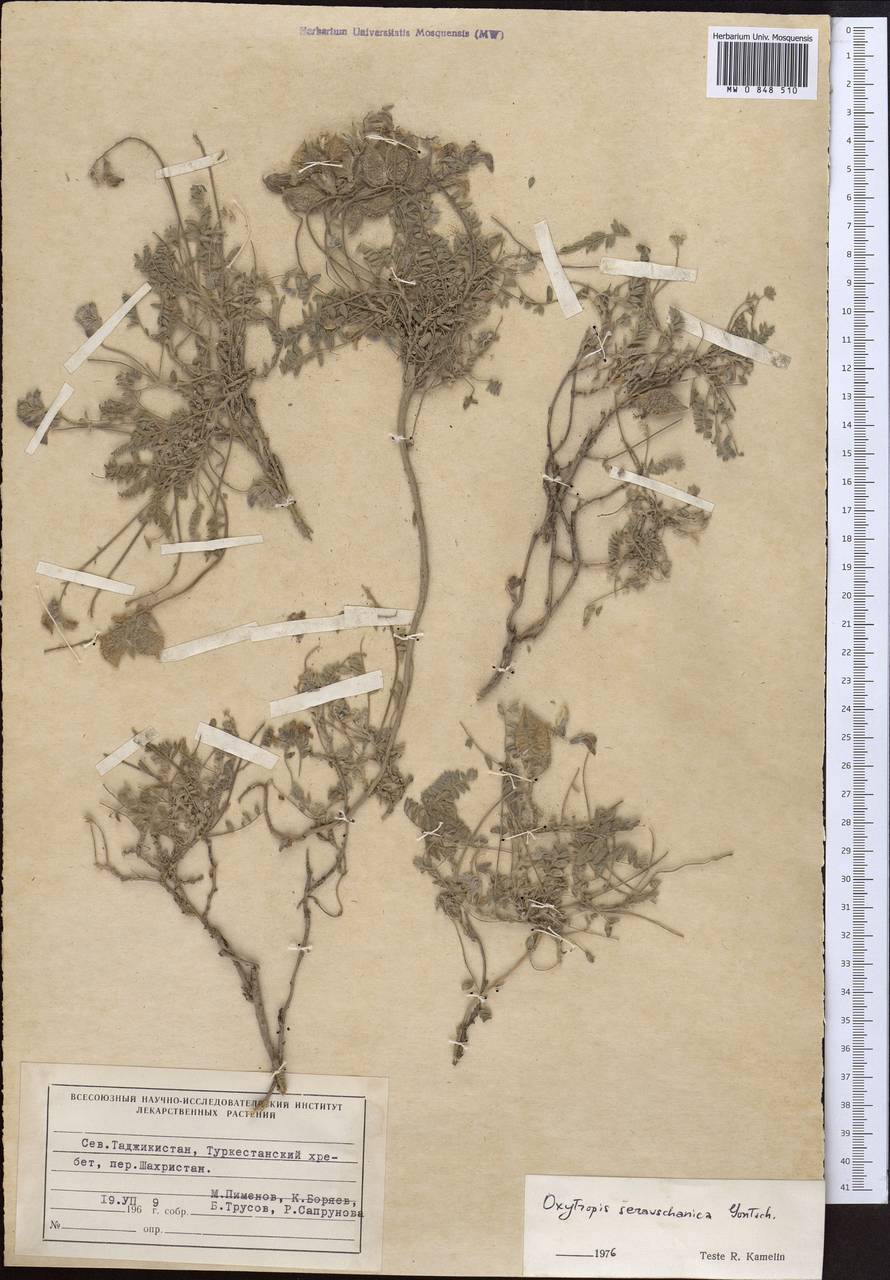 Oxytropis seravschanica Gontsch., Middle Asia, Pamir & Pamiro-Alai (M2) (Tajikistan)