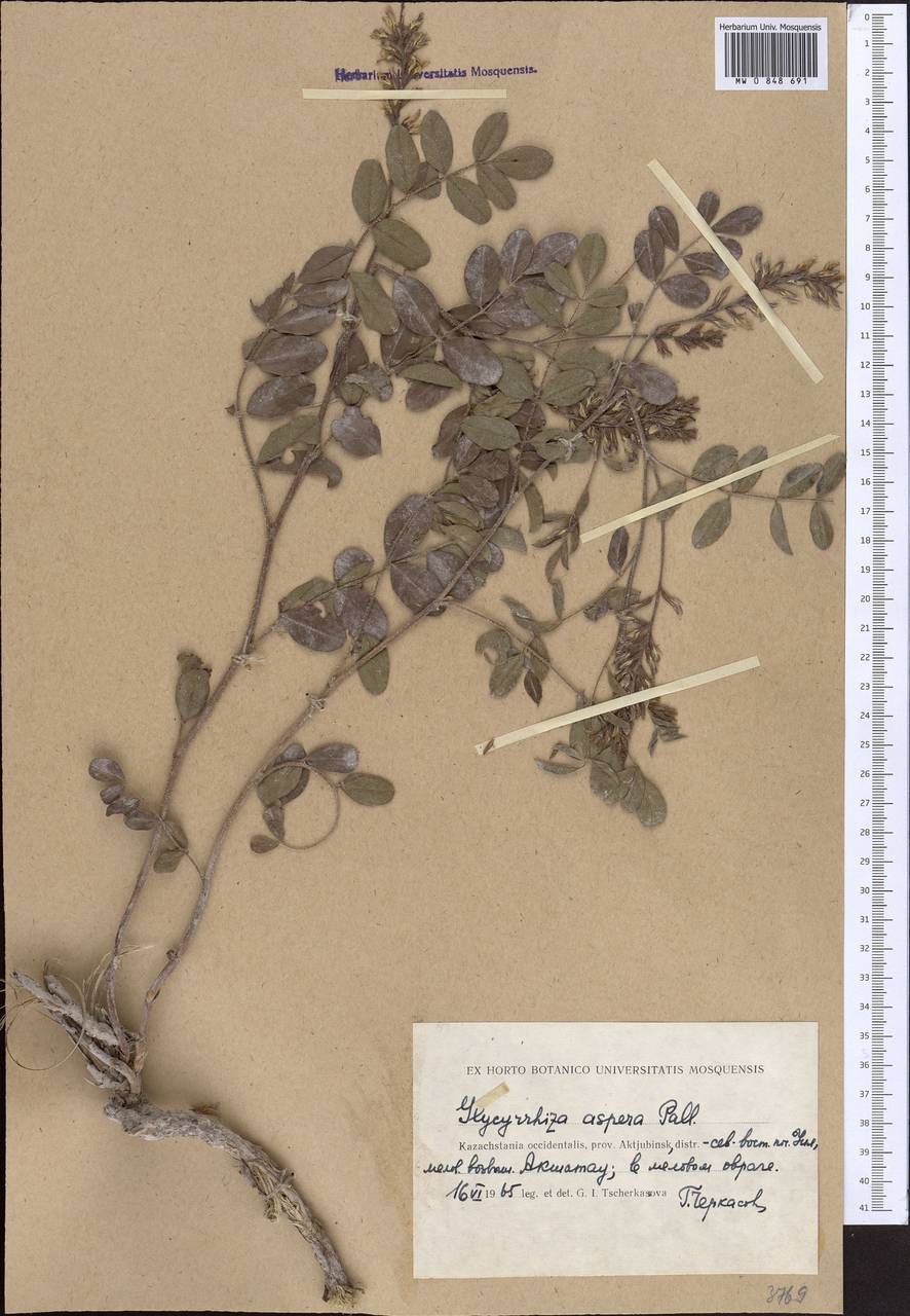 Glycyrrhiza aspera Pall., Middle Asia, Caspian Ustyurt & Northern Aralia (M8) (Kazakhstan)