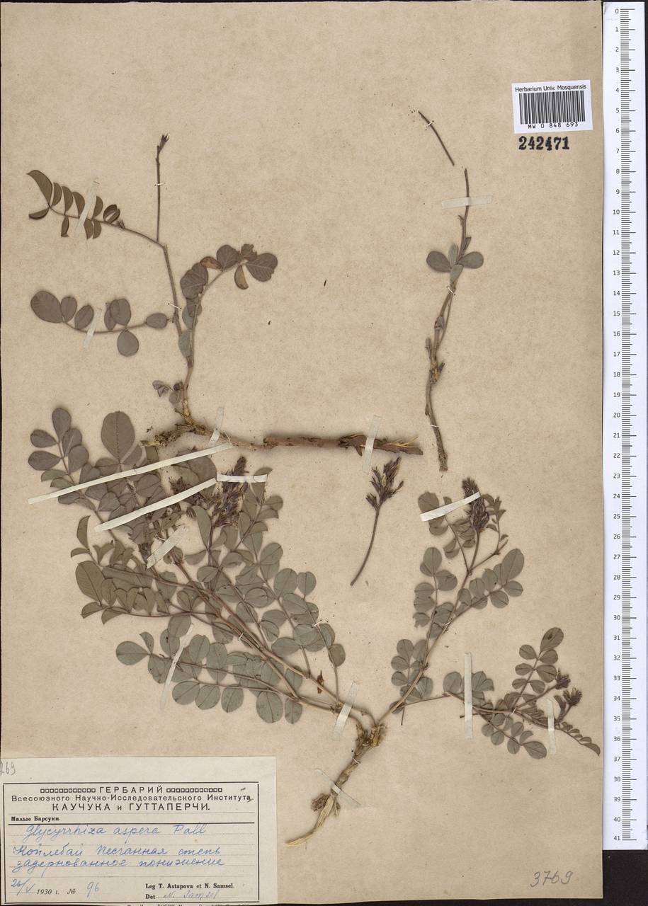 Glycyrrhiza aspera Pall., Middle Asia, Caspian Ustyurt & Northern Aralia (M8) (Kazakhstan)