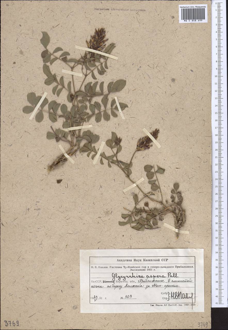 Glycyrrhiza aspera Pall., Middle Asia, Muyunkumy, Balkhash & Betpak-Dala (M9) (Kazakhstan)