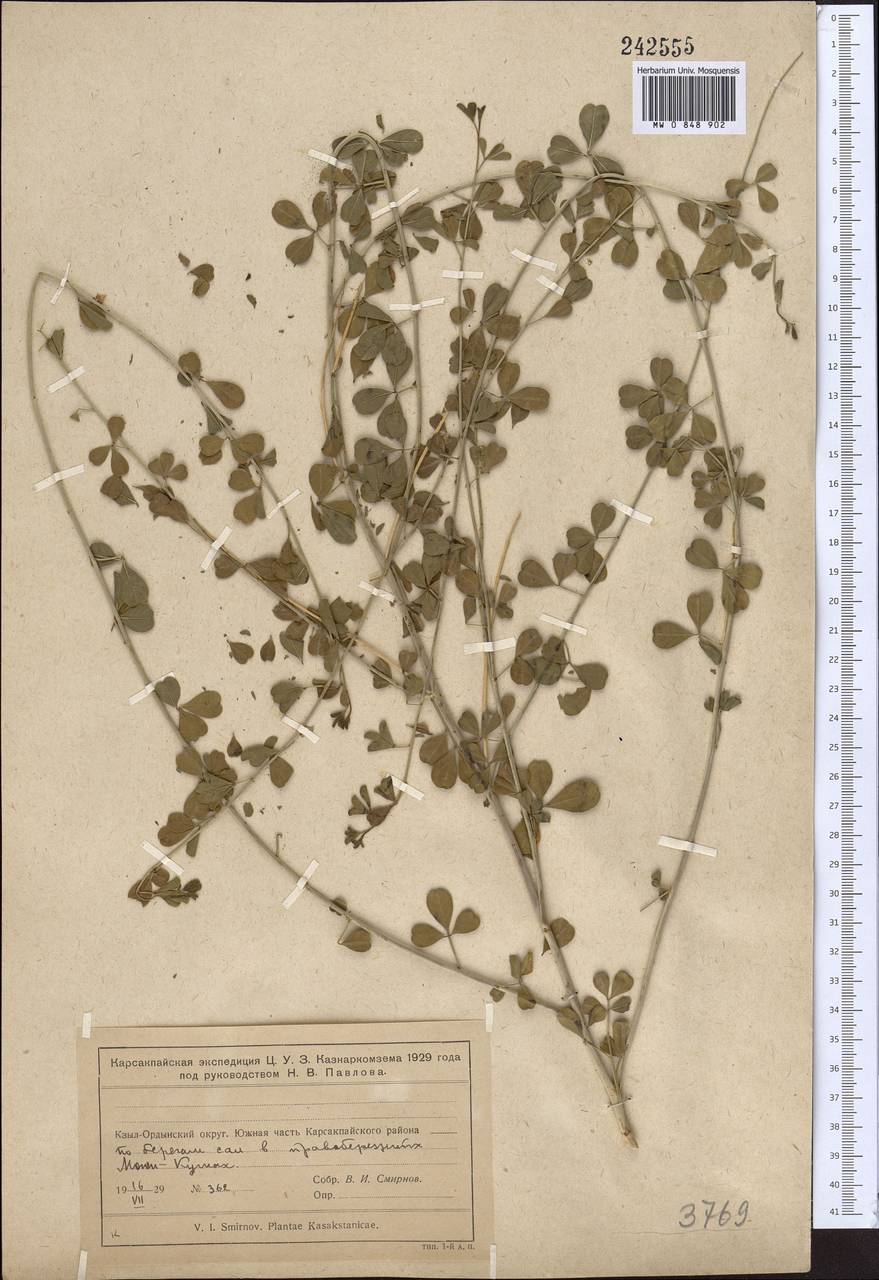 Glycyrrhiza triphylla Fisch. & C.A.Mey., Middle Asia, Muyunkumy, Balkhash & Betpak-Dala (M9) (Kazakhstan)