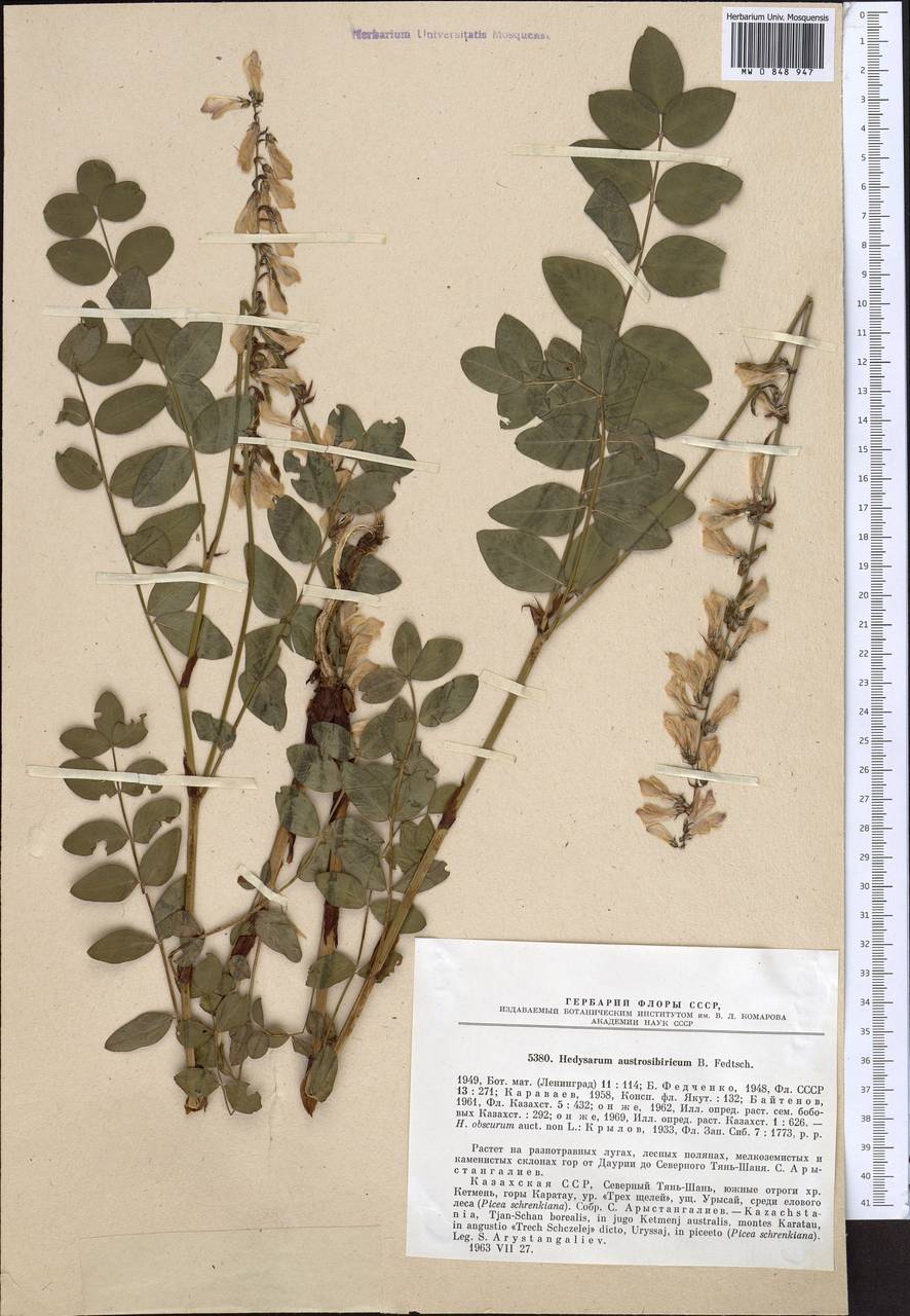 Hedysarum austrosibiricum B.Fedtsch., Middle Asia, Northern & Central Tian Shan (M4) (Kazakhstan)