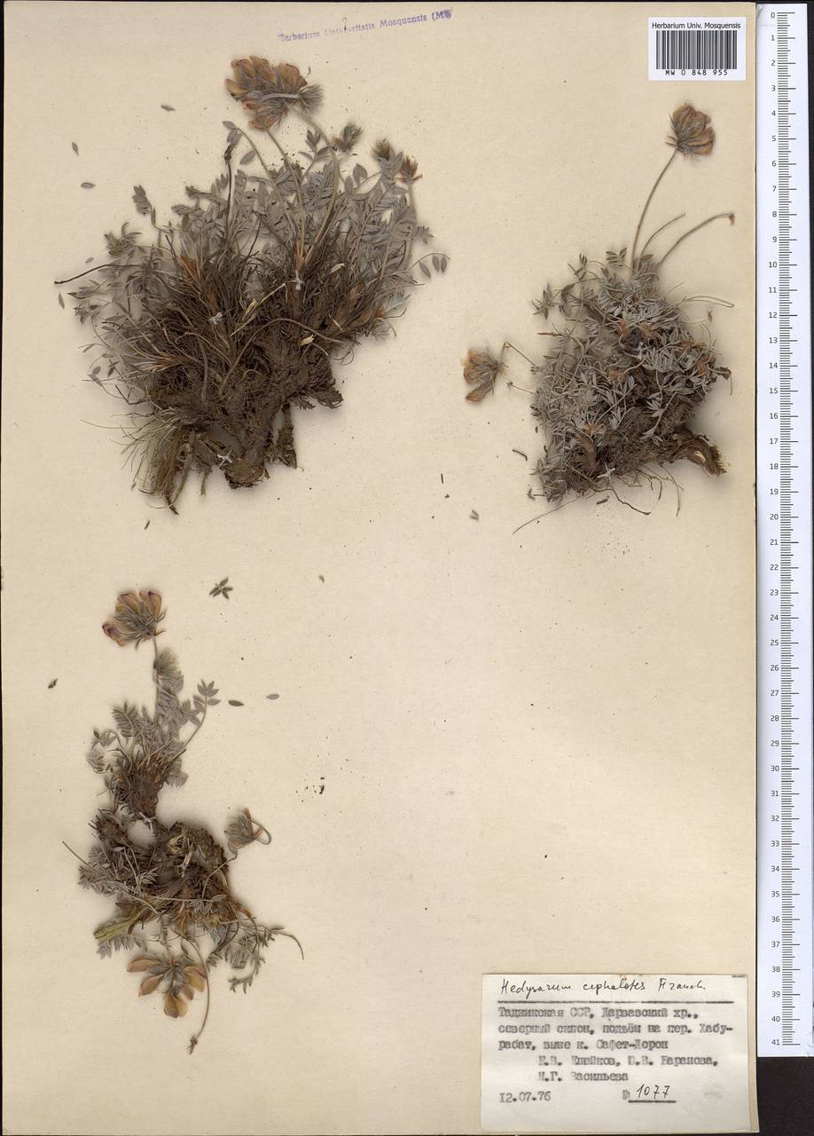 Hedysarum minjanense Rech.f., Middle Asia, Pamir & Pamiro-Alai (M2) (Tajikistan)