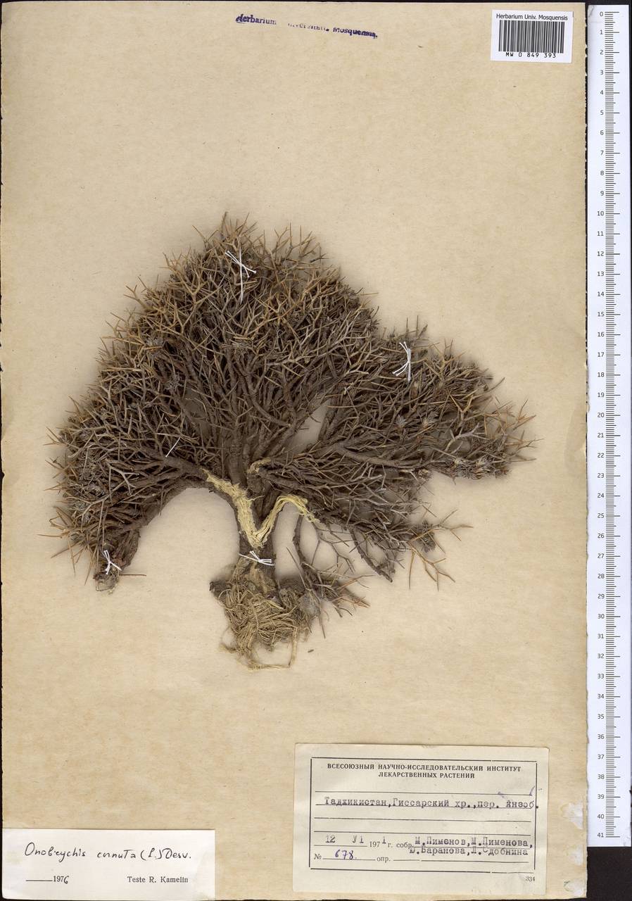 Onobrychis cornuta (L.) Desv., Middle Asia, Pamir & Pamiro-Alai (M2) (Tajikistan)
