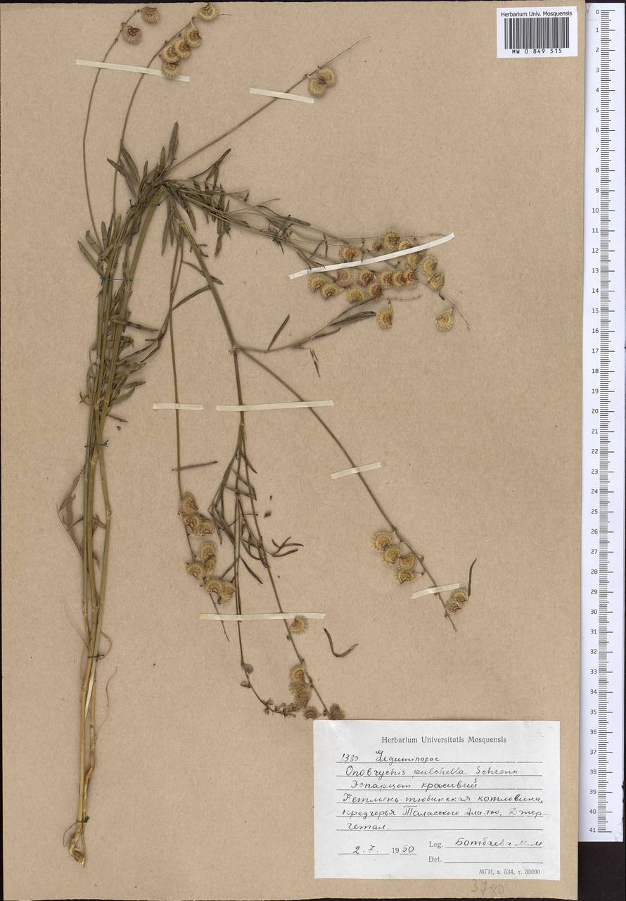 Onobrychis pulchella Schrenk, Middle Asia, Western Tian Shan & Karatau (M3) (Kyrgyzstan)
