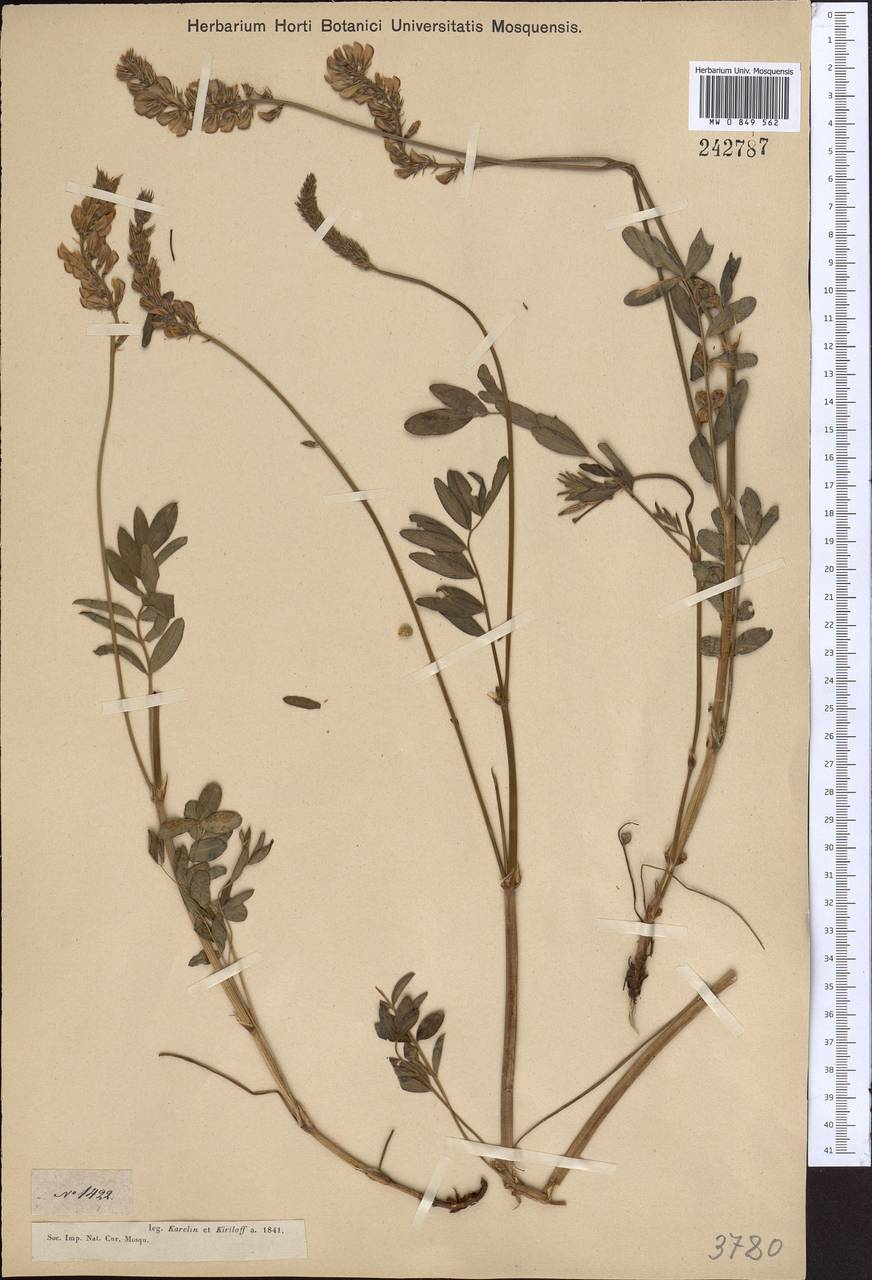 Onobrychis arenaria subsp. sibirica (Besser)P.W.Ball, Middle Asia, Dzungarian Alatau & Tarbagatai (M5) (Kazakhstan)