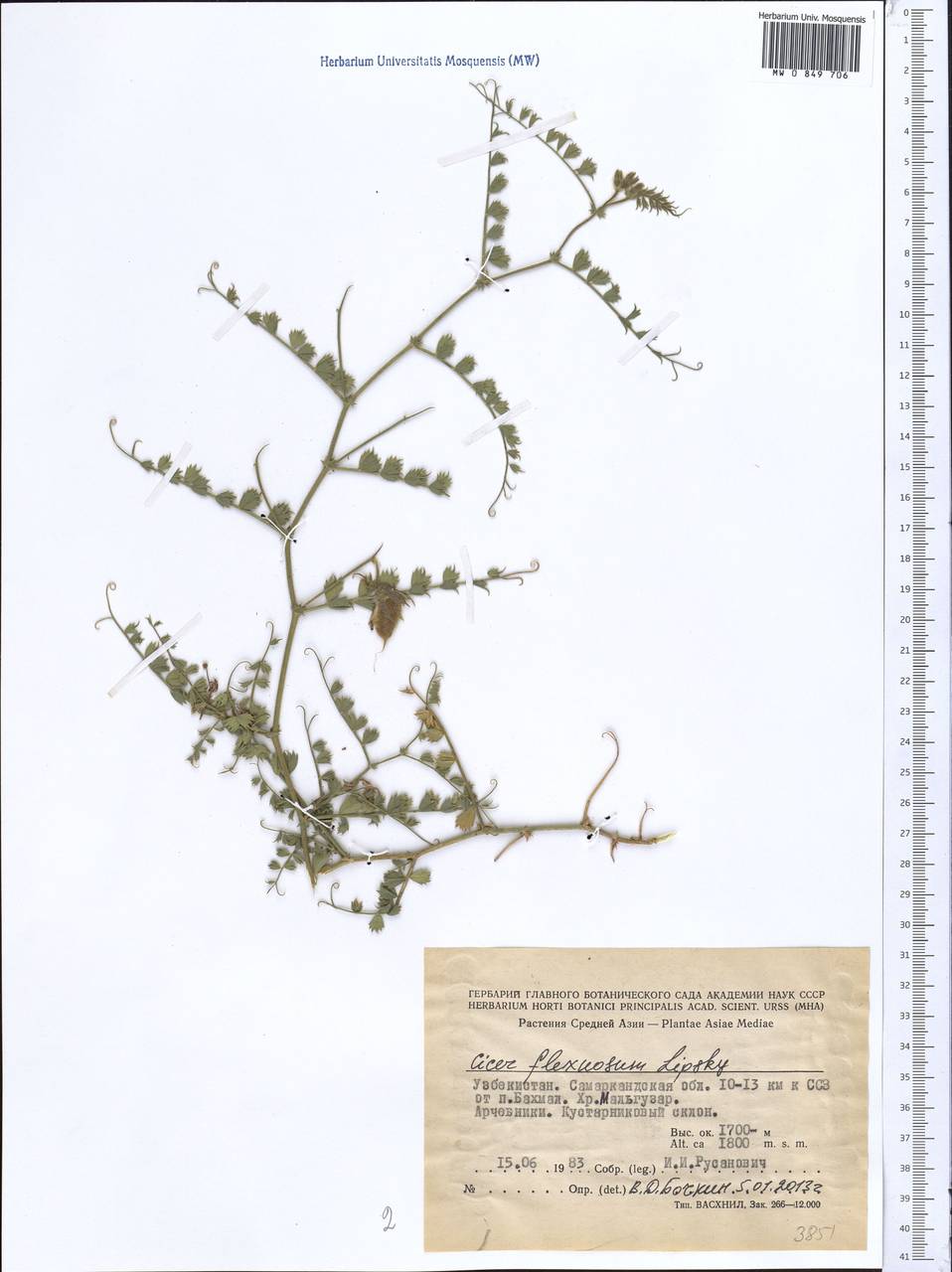 Cicer flexuosum Lipsky, Middle Asia, Pamir & Pamiro-Alai (M2) (Uzbekistan)