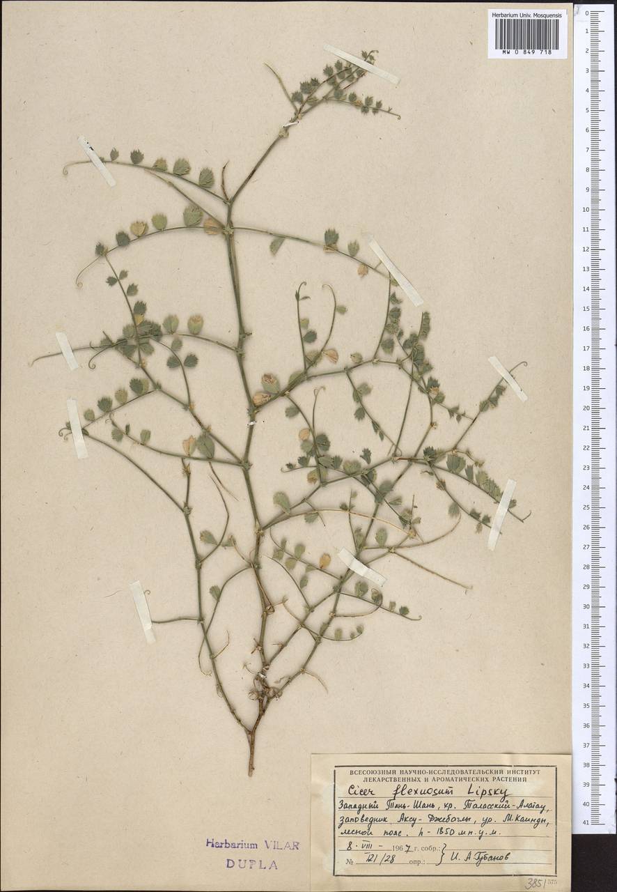 Cicer flexuosum Lipsky, Middle Asia, Western Tian Shan & Karatau (M3) (Kazakhstan)