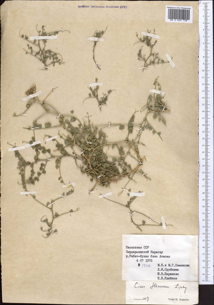 Cicer flexuosum Lipsky, Middle Asia, Western Tian Shan & Karatau (M3) (Kazakhstan)