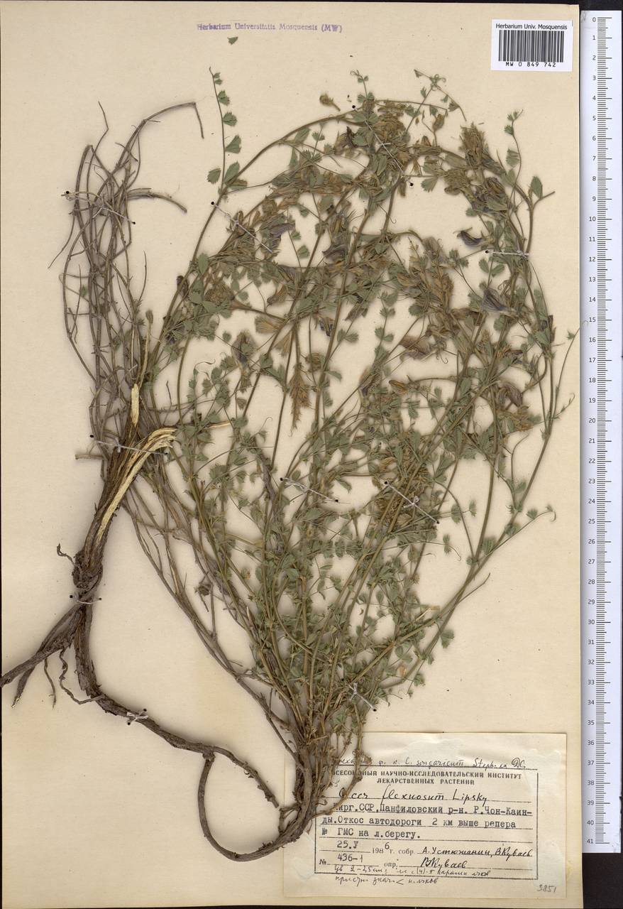 Cicer flexuosum Lipsky, Middle Asia, Northern & Central Tian Shan (M4) (Kyrgyzstan)