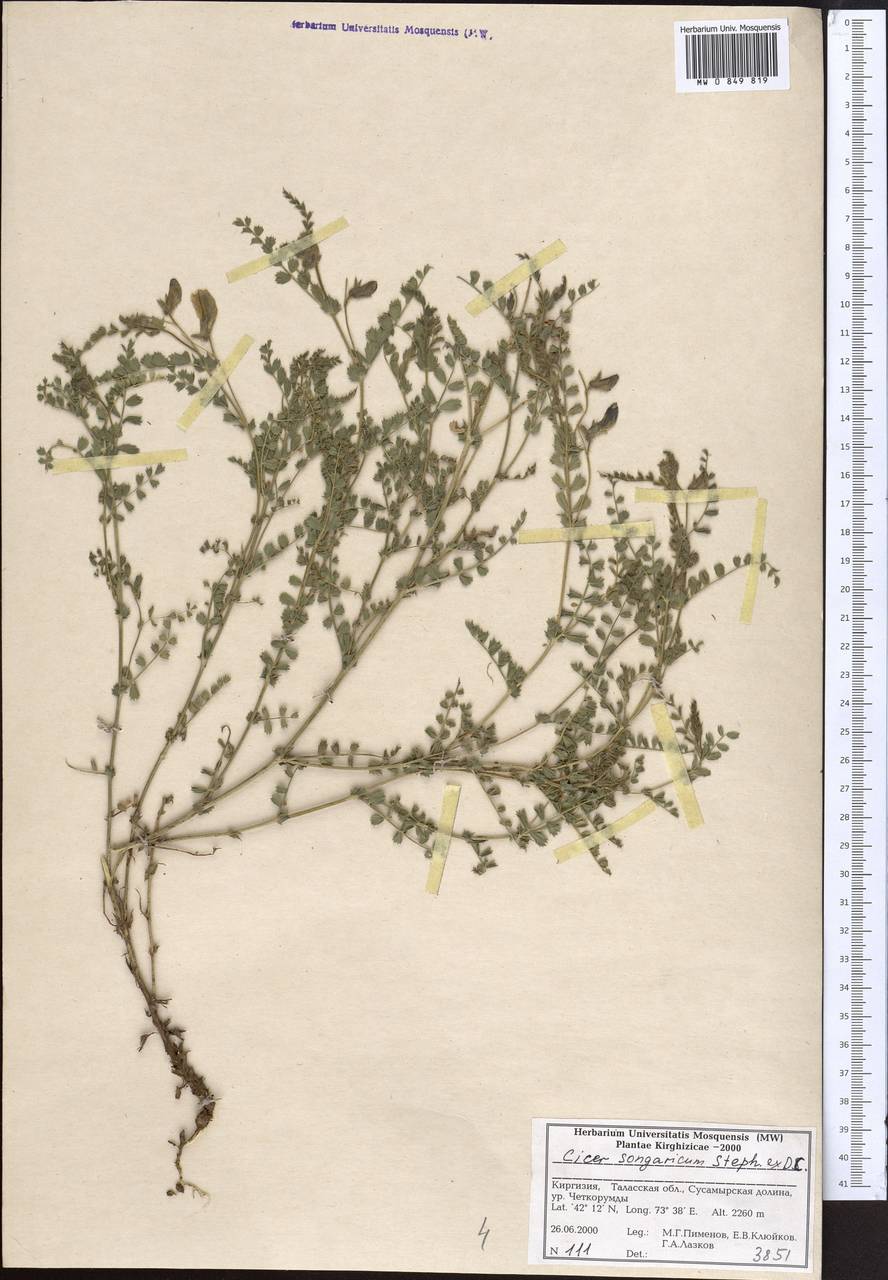 Cicer songaricum DC., Middle Asia, Northern & Central Tian Shan (M4) (Kyrgyzstan)