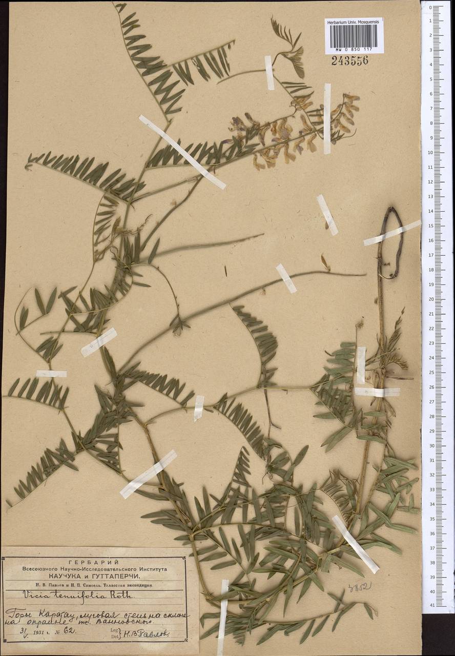 Vicia tenuifolia Roth, Middle Asia, Western Tian Shan & Karatau (M3) (Kazakhstan)