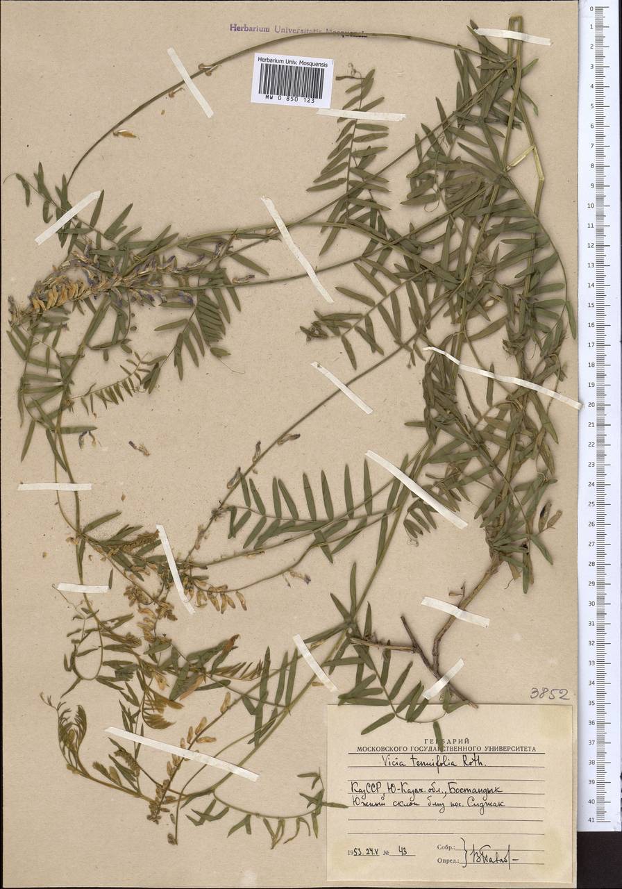 Vicia tenuifolia Roth, Middle Asia, Western Tian Shan & Karatau (M3) (Uzbekistan)