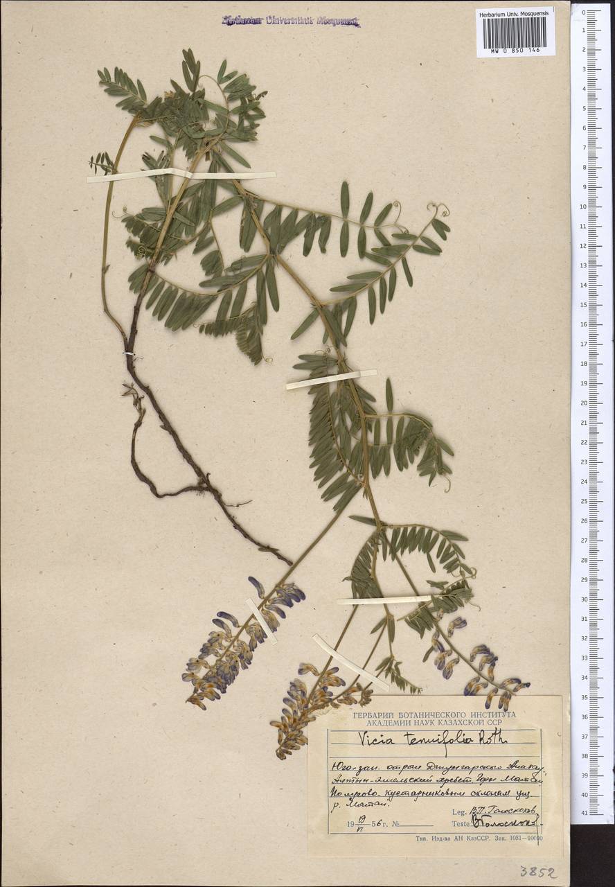 Vicia tenuifolia Roth, Middle Asia, Dzungarian Alatau & Tarbagatai (M5) (Kazakhstan)