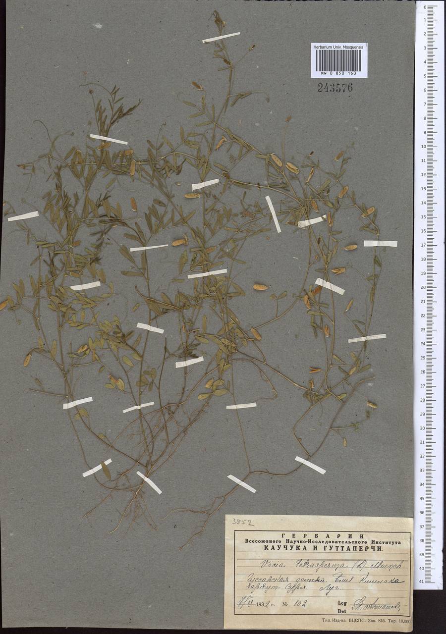 Vicia tetrasperma (L.)Schreb., Middle Asia, Pamir & Pamiro-Alai (M2) (Tajikistan)