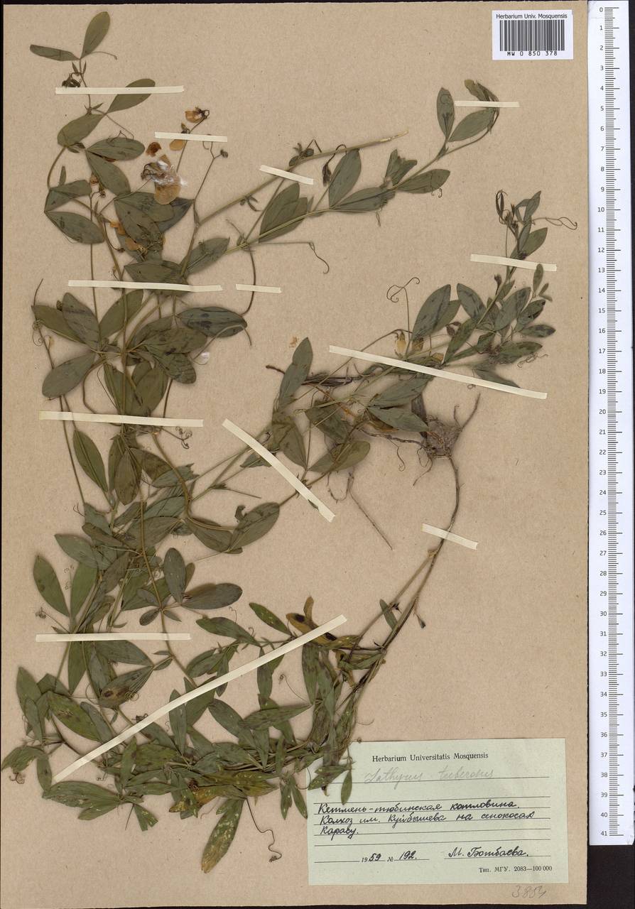 Lathyrus tuberosus L., Middle Asia, Western Tian Shan & Karatau (M3) (Kyrgyzstan)