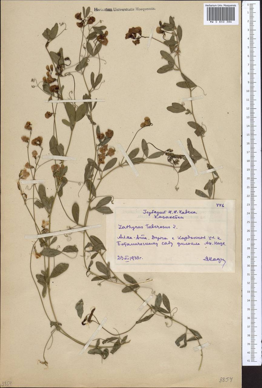 Lathyrus tuberosus L., Middle Asia, Northern & Central Tian Shan (M4) (Kazakhstan)