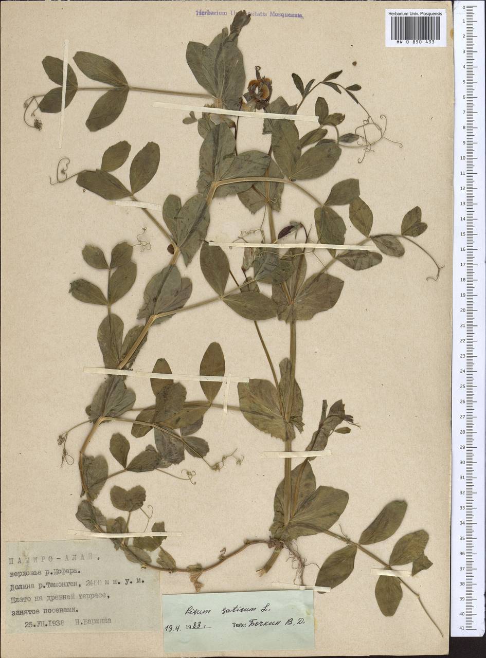 Lathyrus oleraceus Lam., Middle Asia, Pamir & Pamiro-Alai (M2) (Tajikistan)