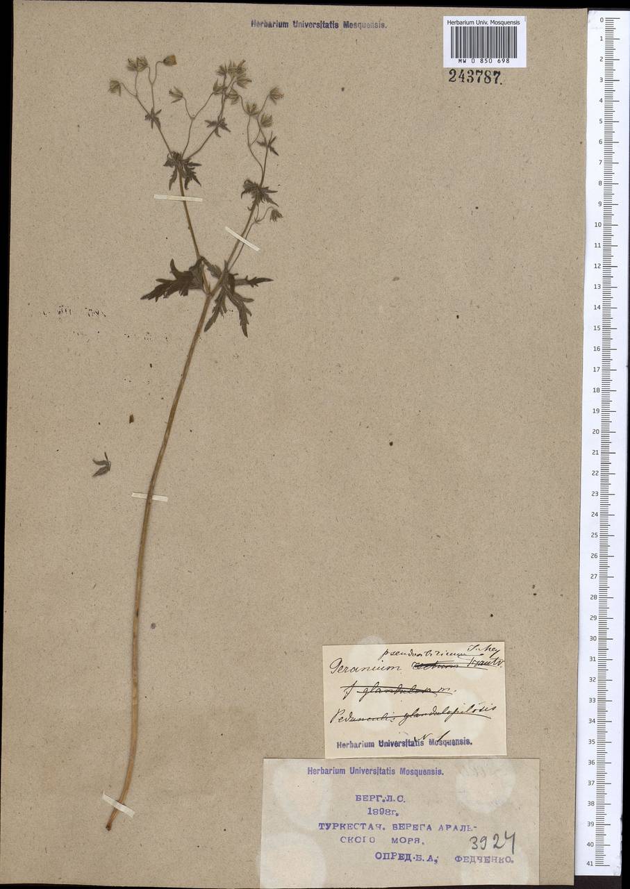Geranium pseudosibiricum J. Mayer, Middle Asia, Syr-Darian deserts & Kyzylkum (M7) (Kazakhstan)