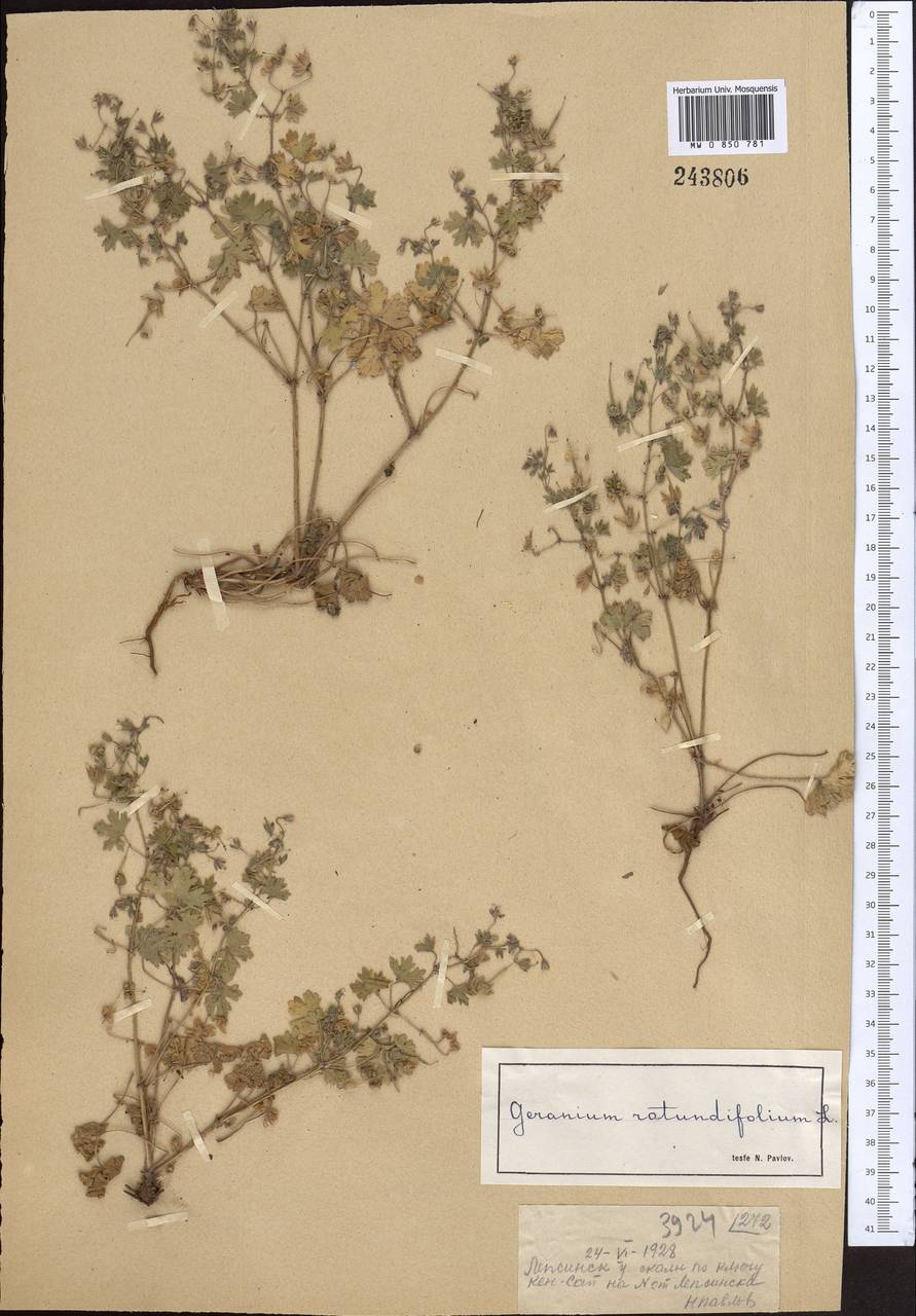 Geranium rotundifolium L., Middle Asia, Dzungarian Alatau & Tarbagatai (M5) (Kazakhstan)