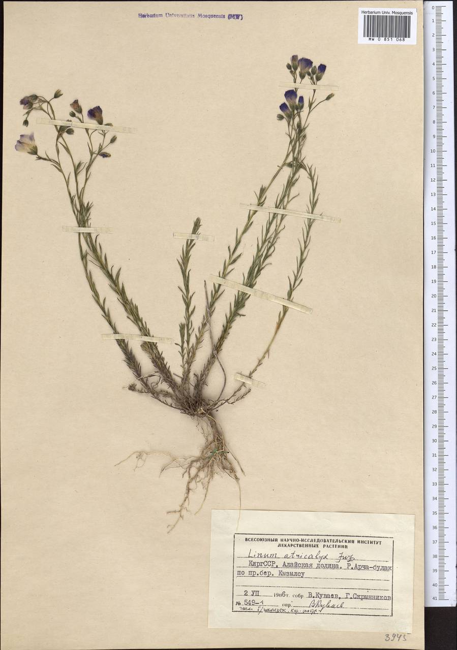 Linum altaicum subsp. atricalyx (Juz.) Svetlova, Middle Asia, Pamir & Pamiro-Alai (M2) (Kyrgyzstan)