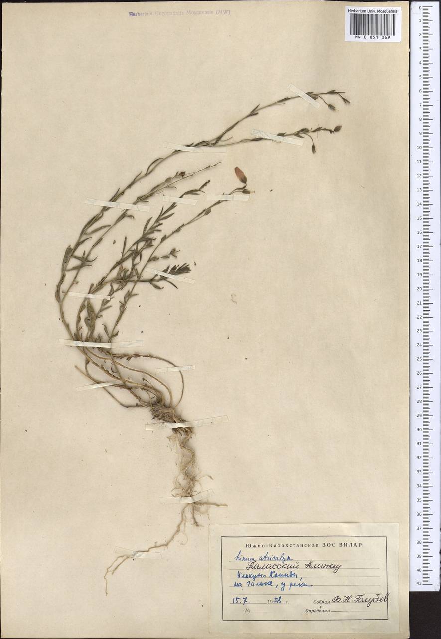 Linum altaicum subsp. atricalyx (Juz.) Svetlova, Middle Asia, Western Tian Shan & Karatau (M3) (Kazakhstan)