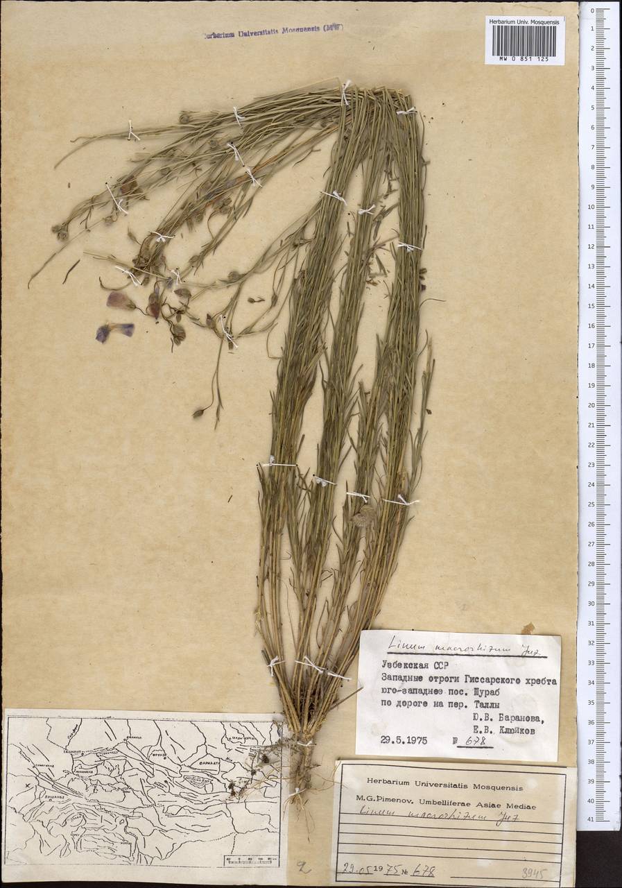 Linum macrorhizum Juz., Middle Asia, Pamir & Pamiro-Alai (M2) (Uzbekistan)