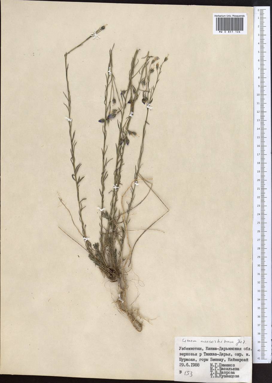 Linum macrorhizum Juz., Middle Asia, Pamir & Pamiro-Alai (M2) (Uzbekistan)