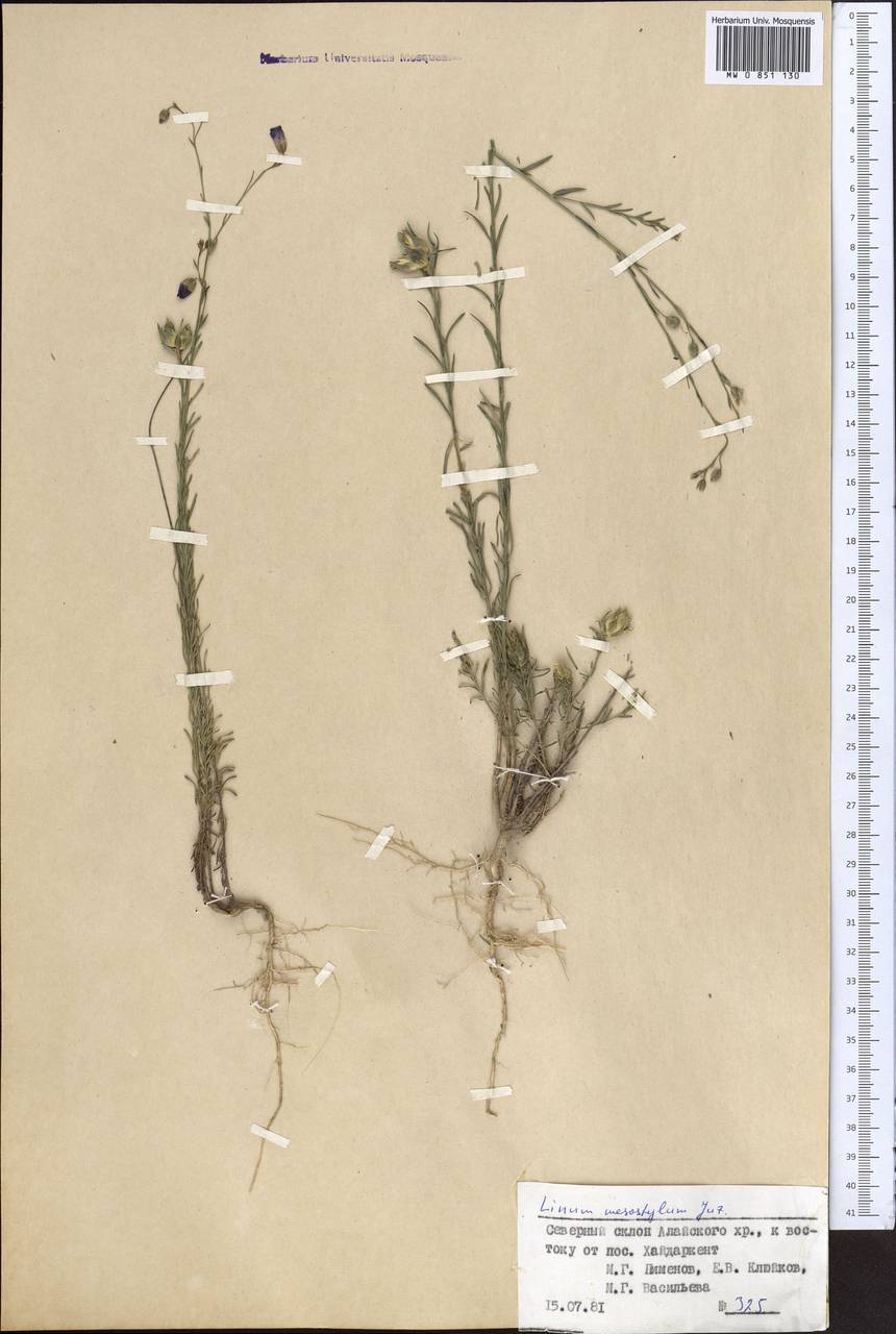 Linum macrorhizum Juz., Middle Asia, Pamir & Pamiro-Alai (M2) (Kyrgyzstan)